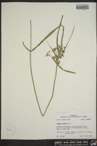 Cyperus virens image