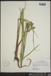 Cyperus virens image