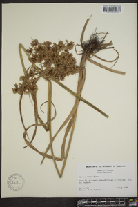 Cyperus virens image