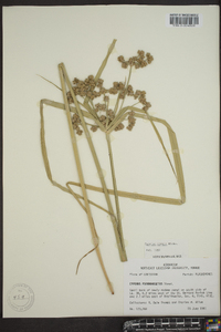 Cyperus virens image