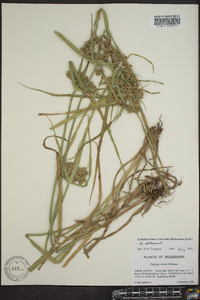 Cyperus virens image