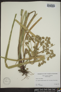 Cyperus virens image