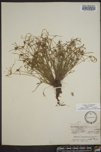Kyllinga pumila image