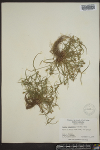 Kyllinga pumila image