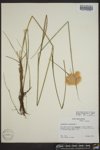 Eriophorum virginicum image