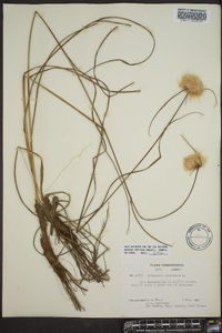 Eriophorum virginicum image