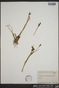 Eriophorum angustifolium image