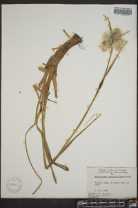 Eriophorum angustifolium image