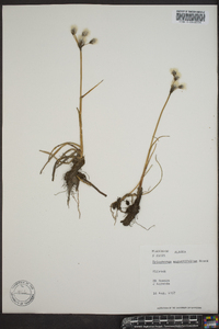 Eriophorum angustifolium image