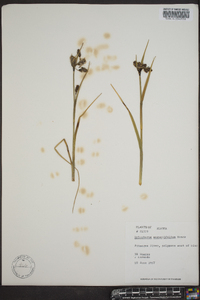 Eriophorum angustifolium image