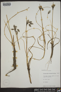 Eriophorum angustifolium image