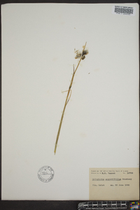 Eriophorum angustifolium image