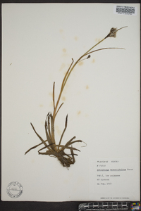 Eriophorum angustifolium image