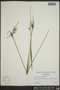 Eriophorum angustifolium image