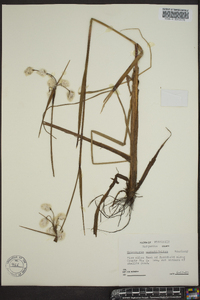 Eriophorum angustifolium image