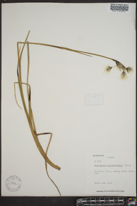 Eriophorum angustifolium image