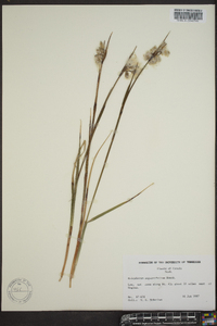 Eriophorum angustifolium image