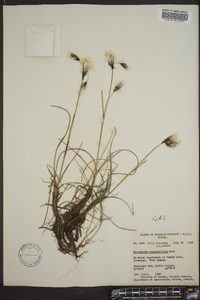 Eriophorum angustifolium image