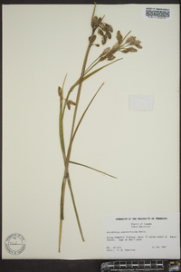 Eriophorum angustifolium image