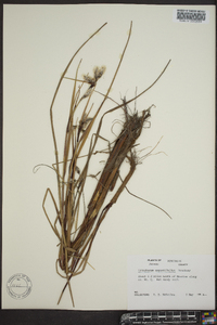 Eriophorum angustifolium image