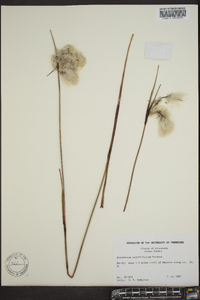 Eriophorum angustifolium image