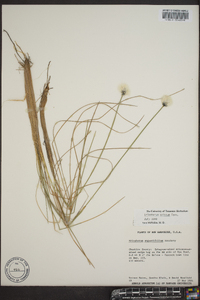 Eriophorum angustifolium image