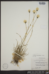 Eriophorum brachyantherum image