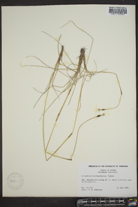 Eriophorum brachyantherum image