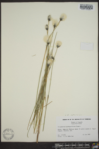 Eriophorum brachyantherum image