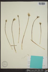 Eriophorum brachyantherum image