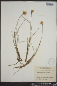 Eriophorum chamissonis image