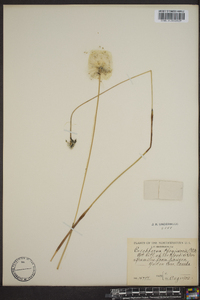 Eriophorum chamissonis image