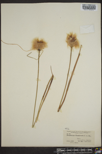 Eriophorum chamissonis image