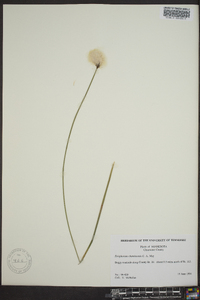 Eriophorum chamissonis image