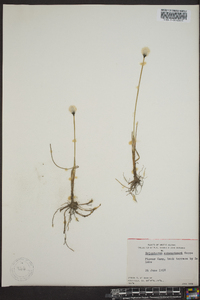 Eriophorum scheuchzeri image