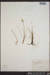 Eriophorum scheuchzeri image