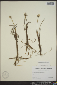 Eriophorum scheuchzeri image