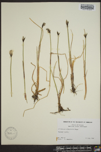 Eriophorum scheuchzeri image