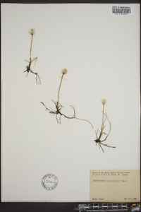 Eriophorum scheuchzeri image