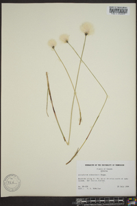 Eriophorum scheuchzeri image