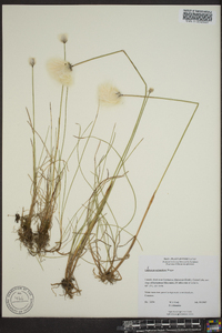 Eriophorum scheuchzeri image