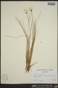 Eriophorum spissum image