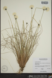 Eriophorum spissum image