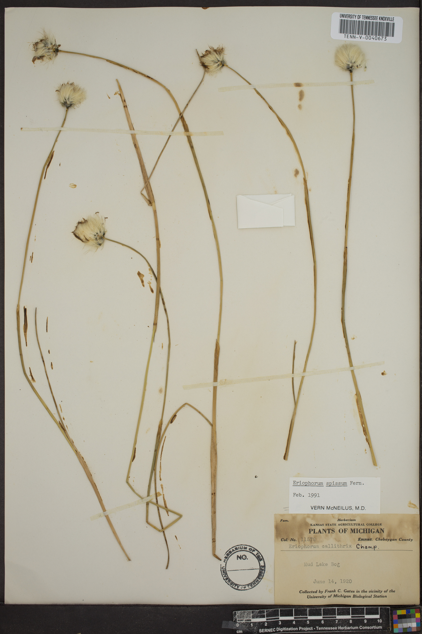 Eriophorum spissum image