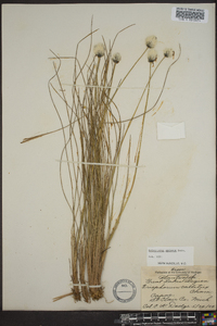 Eriophorum spissum image