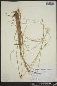 Eriophorum spissum image