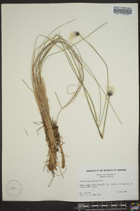 Eriophorum spissum image