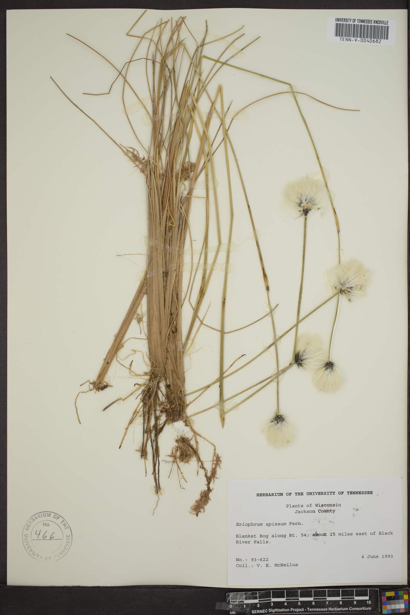 Eriophorum spissum image