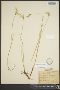 Eriophorum tenellum image