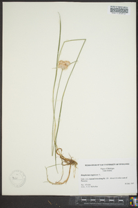 Eriophorum virginicum image